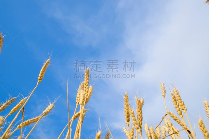 天空,中老年人,小麦,海洋,薄饼,大麦,倾斜视角,水平画幅,夏天,户外