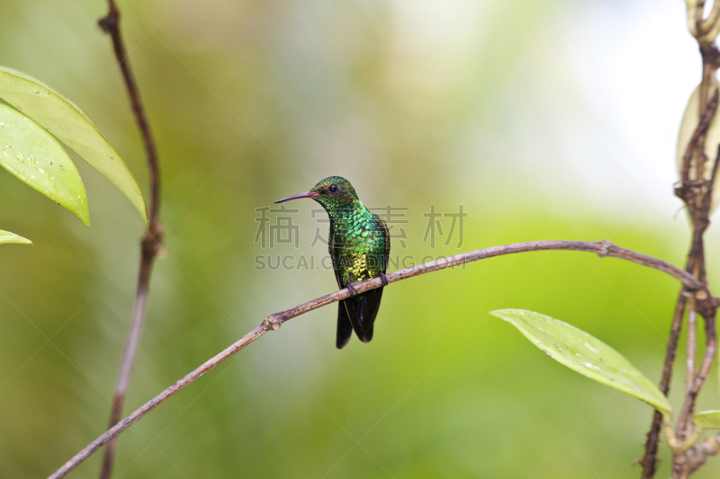 雄性动物,开叉尾翠绿色蜂鸟,圣伯纳犬,祖母绿,野生动物,水平画幅,鸟类,罗阿丹,蜂鸟,自然美