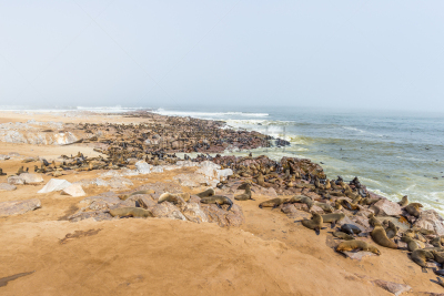 大西洋,海滩,风景,海豹,地形,粗糙的,海洋,海岸线,纳米比亚,大群动物