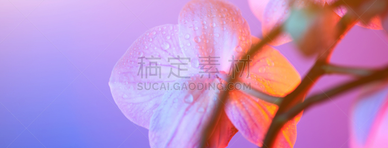 兰花,脆弱,露水,蓝色背景,轻的,特写,粉色,清新,石斛