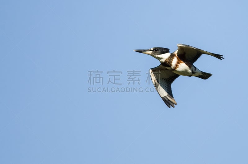 束带翠鸟,蓝色,天空,自然,野生动物,美国,灰色,水平画幅,鸟类,野外动物