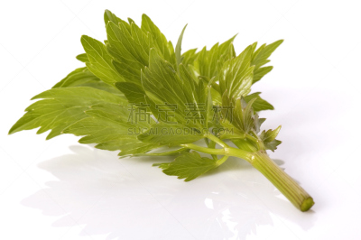 清新,草本,拉维纪草植物,芳香的,水平画幅,无人,户外,植物,彩色图片
