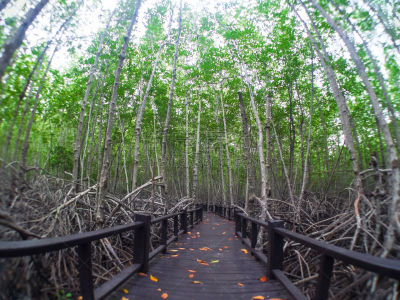 红树林,公园,水平画幅,枝繁叶茂,热带雨林,户外,泰国,树林,植物,热带气候