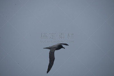 南冰洋,在上面,美国,水平画幅,无人,鸟类,海鸥,简单,海洋,摄影