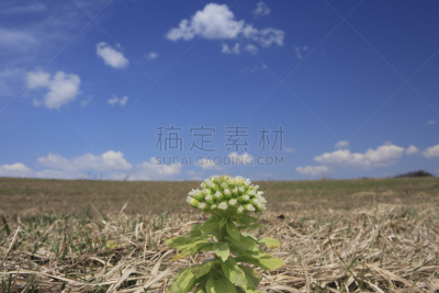 自然,天空,水平画幅,云,地形,山,富良野盆地,无人,蓝色,日本