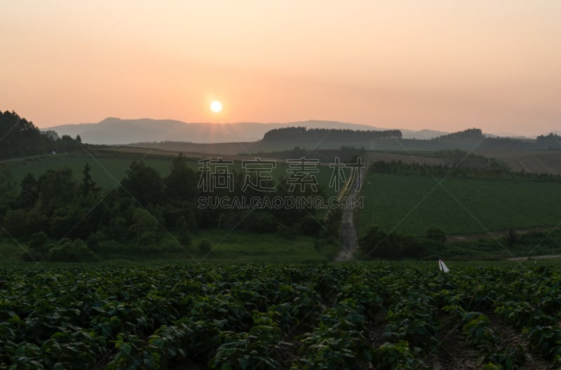 农场,在上面,富良野盆地,美瑛町,热霾,天空,美,里山,水平画幅,夏天