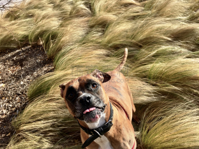 草,狗,血红扇头蜱,牛头獒,兰伯格犬,圣伯纳犬,狗狗障碍赛,北京犬,梯牧草,斑纹