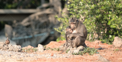 猴子,母亲,bay colobus monkey,自然现象,野生动物,水平画幅,绿色,无人,婴儿,泰国