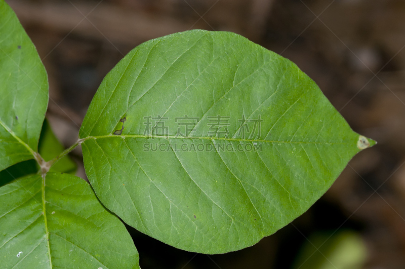 叶子,毒葛,水平画幅,无人,禁止的,夏天,户外,叶脉,特写,常春藤