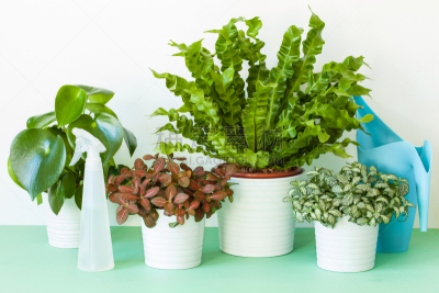 室内植物,燕窝蕨,花盆,水平画幅,枝繁叶茂,无人,干净,特写,明亮,鸟巢