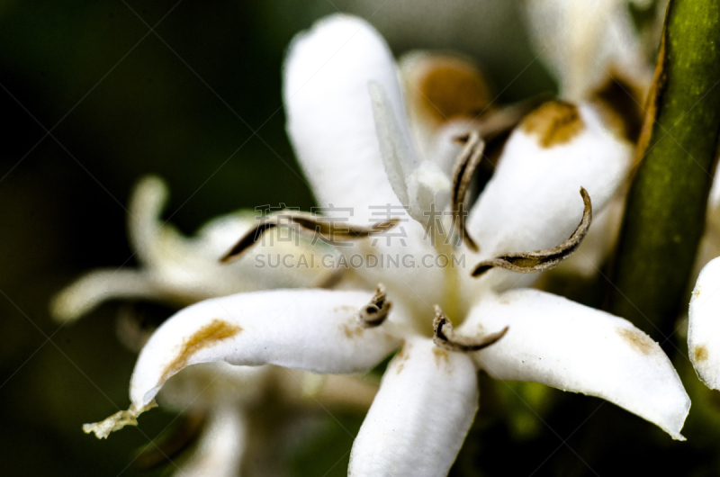 单房的,茜草科,花冠,单一栽培,阿拉比卡咖啡,圣保罗,咖啡馆,水平画幅,无人,香水
