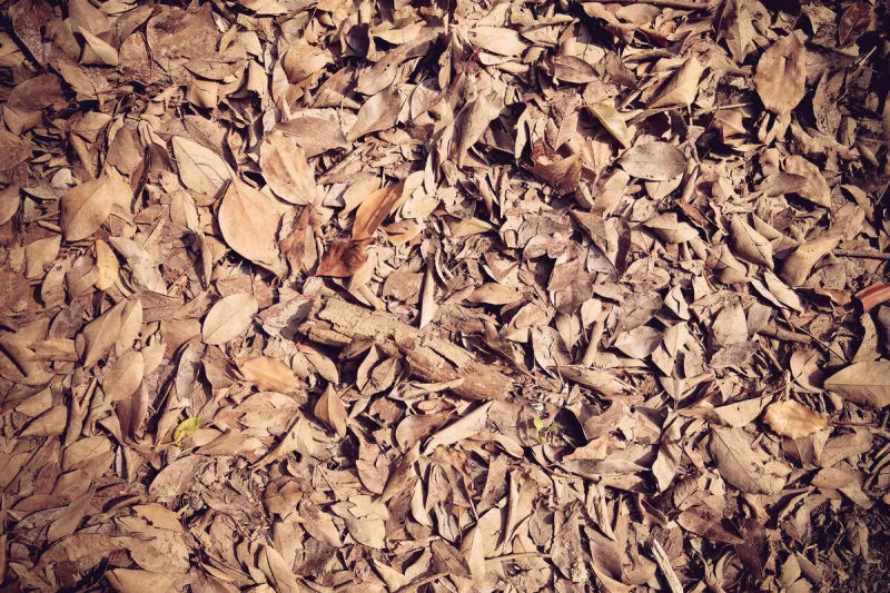 茶色 茶色图片 茶色素材下载 稿定素材 茶色 茶色图片 茶色素材下载 稿定素材