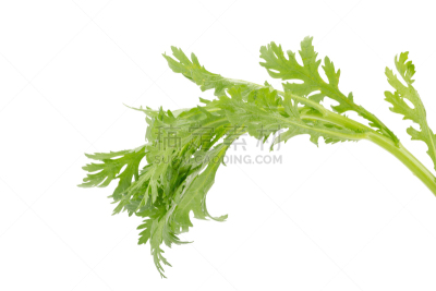 菊花,白色背景,分离着色,怀石料理,日式炖菜,水平画幅,特写,泰国,明亮,植物