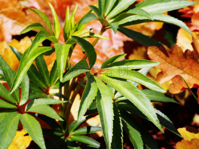矾根属植物,菟葵,自然,水平画幅,无人,野生植物,野花,红色,植物,臭