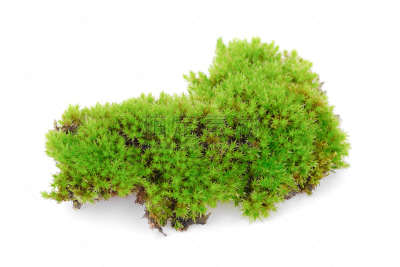 苔藓,绿色,白色,分离着色,苔藓植物,地衣,自然,式样,水平画幅,小的