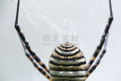 断纹金蛛,动物,蜘蛛,褐色,星芹属,水平画幅,软体动物,缓慢的,蜘蛛纲,腹足动物