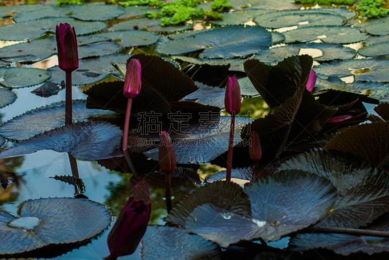 水,莲花坐式,印度,红色,蓝湖,正面视角,美,艺术,荷花,水平画幅