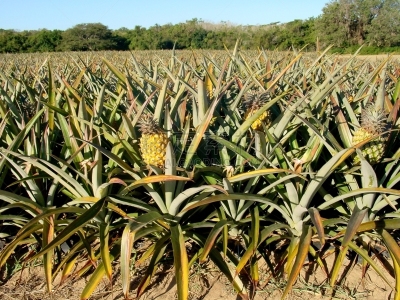 Ananasplantage in Hluhluwe/Südafrika mit einer reifen Frucht im Vordergrund. Auch in unseren europäischen Geschäften stabil im Angebot.