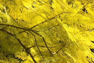 紫薇科树,叶子,自然,水平画幅,纹理效果,绿色,无人,户外,植物,枝