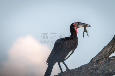 地面犀鸟,水平画幅,无人,鸟类,动物学,非洲,犀鸟,南,非洲野驴,红色