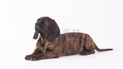 猎犬,汉诺威,哈诺维尔,纯种犬,背景分离,野生动物,肖像,狗,脊椎动物,哺乳纲