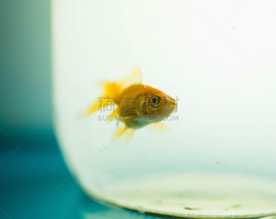 金鱼,玻璃鱼缸,鱼食,超小号,鱼缸,水族馆,人工饲养动物,水,留白,水平画幅