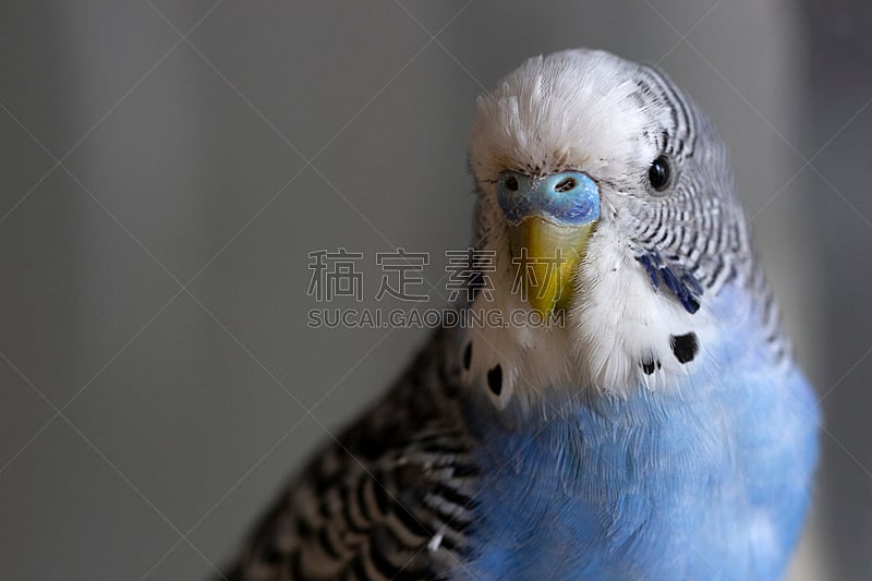 笼子,鹦鹉,蓝色,灰色,鸟笼,肖像,小鸟球,雄性动物,翅膀,动物