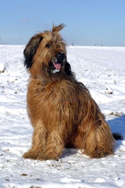 briard,垂直画幅,褐色,纯种犬,雪,无人,巨大的,牧羊犬,户外,长发