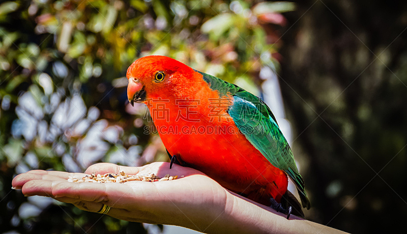 易接近性,鹦鹉,动物食性,红色,新西兰,野生动物,水平画幅,绿色,王鹦鹉,摄影