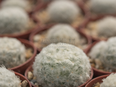 仙人掌,植物苗圃,美,水平画幅,脊柱,荆棘,夏天,特写,拉丁美洲,真菌