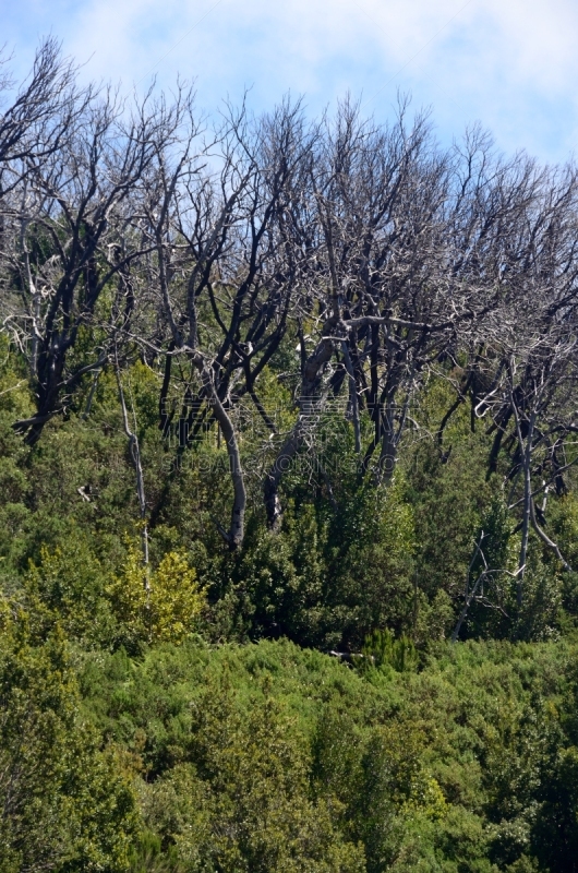 戈梅拉,地形,极端地形,绿色,自然美,宁静,自然,风景,图像,垂直画幅