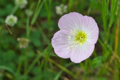 夜来香,植物,水平画幅,无人,牵牛花,日本,夏天,粉色,神奈川县,墨西哥夜来香