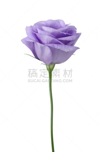 Lisianthus,自然,垂直画幅,绿色,无人,蓝色,野生植物,野花,自然美,花