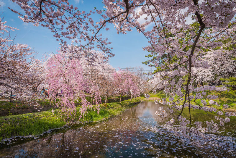 日本,樱桃树,青森县,春天,弘前城堡,日本城堡,青森市,花见节,水,天空