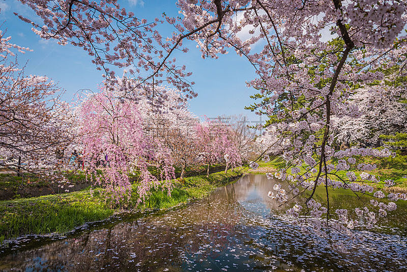 青森县 樱桃树 日本 春天 弘前城堡 青森市 日本城堡 樱花 樱之花 公园图片素材下载 稿定素材