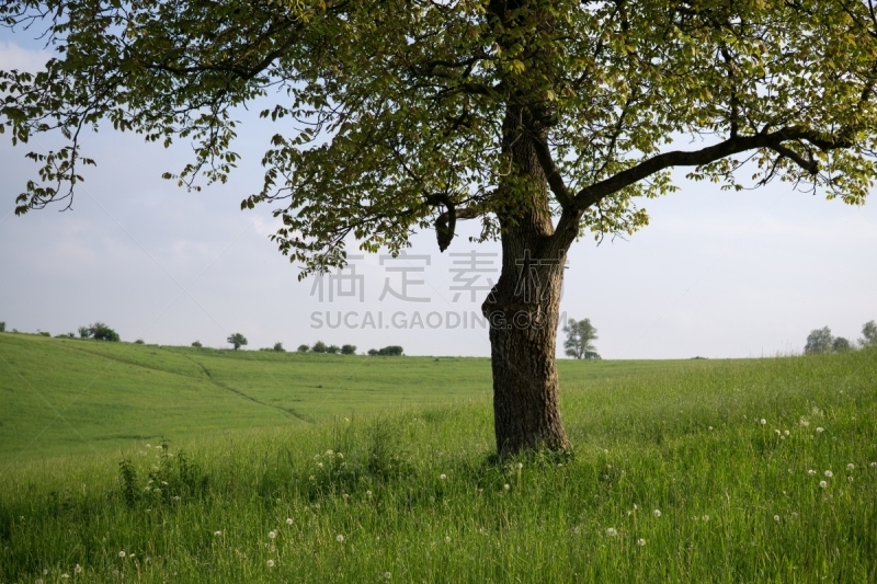 被抛弃的,草地,胡桃树,天空,美,水平画幅,无人,早晨,夏天,户外