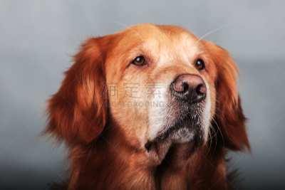 金毛寻回犬,狗,美,纯种犬,水平画幅,可爱的,快乐,哺乳纲,友谊,室内