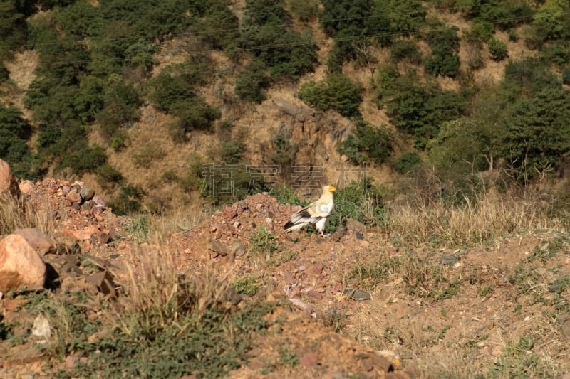 egyptian vulture,埃塞俄比亚,食肉鸟,水平画幅,无人,鸟类,秃鹰,非洲,东非,非洲之角