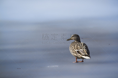 雌性动物,野鸭,冷,水,水平画幅,注视镜头,鸟类,野外动物,孚日省,户外