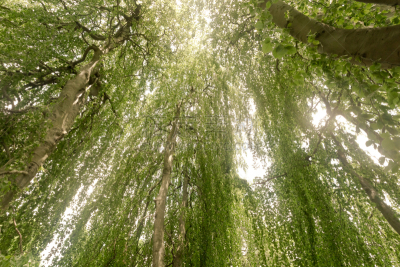 山毛榉树,水平画幅,绿色,无人,欧洲,古老的,垂枝山毛榉,树荫,枝,树冠