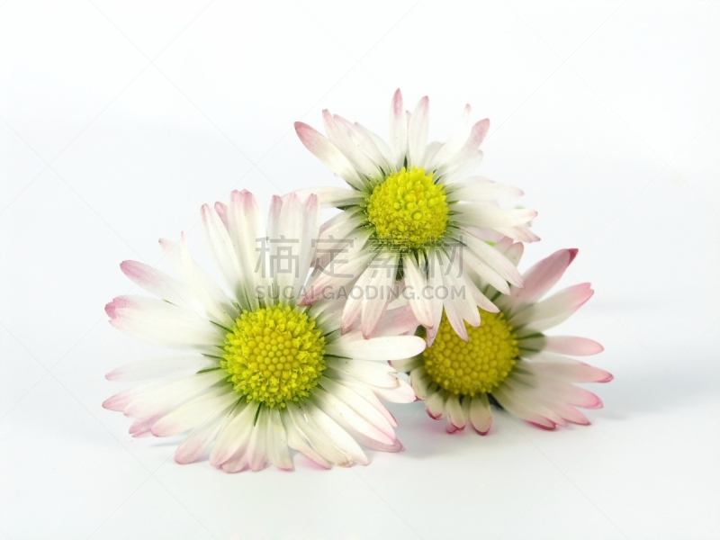 雏菊,美,芳香的,水平画幅,无人,甘菊花,spa美容,健康,花束,花蕾