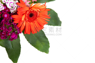 仅一朵花,春天,一个物体,pink princess peony,叶表皮,美,留白,芳香的,水平画幅,无人