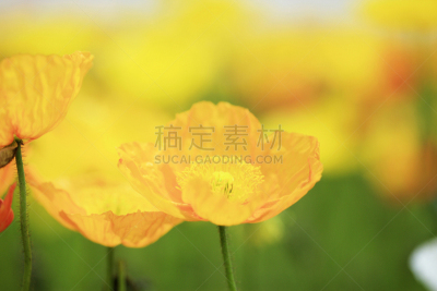 淡路岛,兵库县,水平画幅,无人,户外,特写,植物,园艺,精神振作,自然