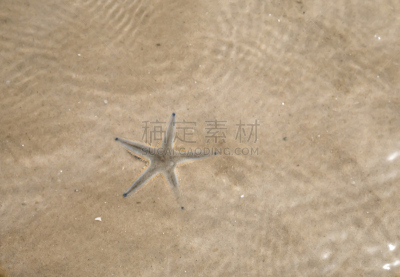 沙子,海星,水,浅的,爱琴海,自然,野生动物,水平画幅,无人,水下