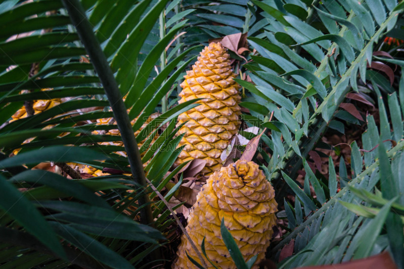 Der Palmenfarn Encephalartos kisambo mit seinen konischen Früchten die aussehen wie eine Ananas