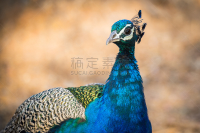 印度,孔雀,名人踪迹,时区,拉贾斯坦邦,水平画幅,无人,鸟类,早晨,户外