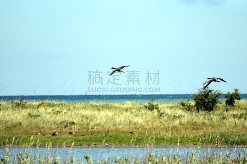 雁属,白额雁,池塘,在上面,动物主题,野生动物,黄昏,翅膀,雪雁,淡水鸟