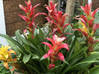 擎天凤梨,擎天属,凤梨科植物,附生植物,穗,常绿植物,手镯,室内植物,水平画幅,无人