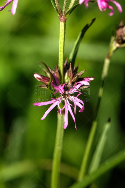 野生植物,仙翁花,垂直画幅,美,无人,野外动物,夏天,户外,俄罗斯,田地