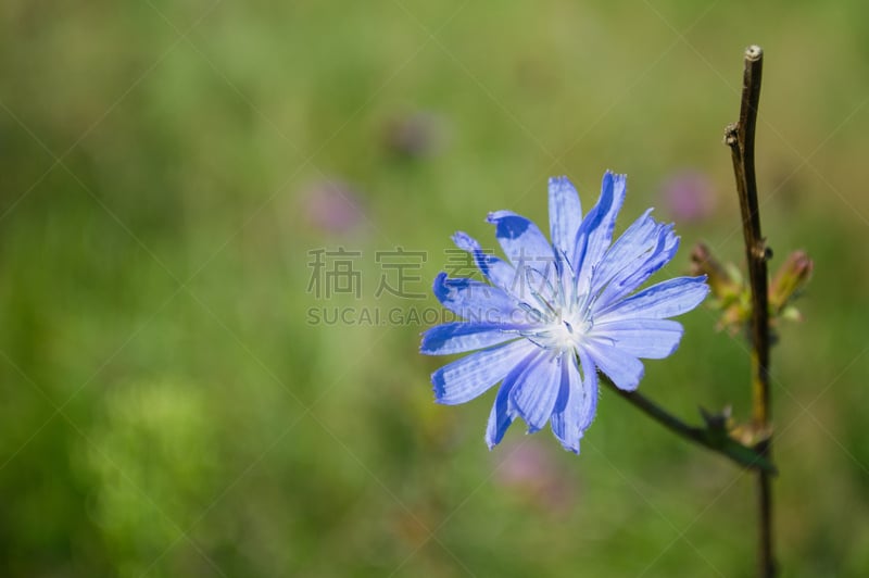 菊苣,自然,水平画幅,无人,蓝色,夏天,彩色背景,大特写,绿色背景,记忆